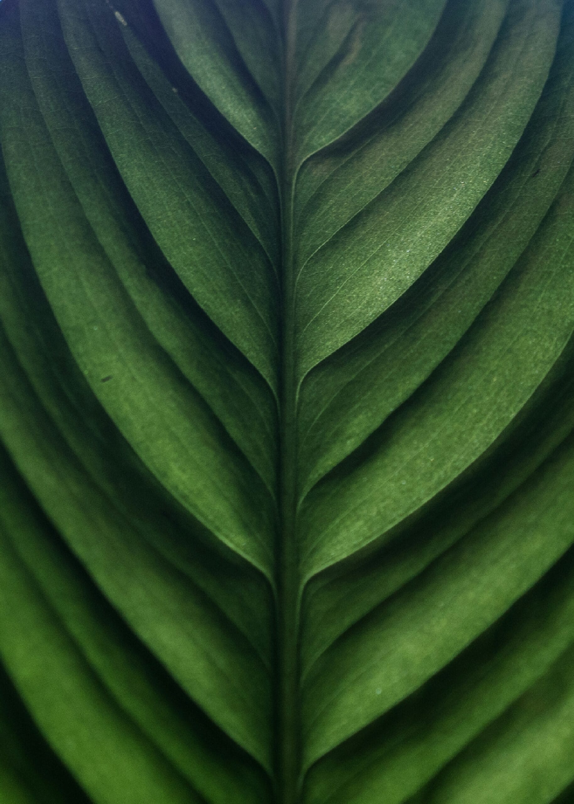 Close-up of a green leaf showing prominent veins branching symmetrically from the central stem—a natural, textured pattern evoking the holistic approach seen in allied health and occupational therapy practices at OT Gold Coast.